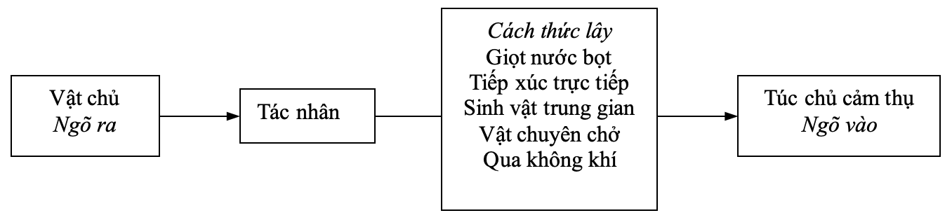 Dây chuyền lây.